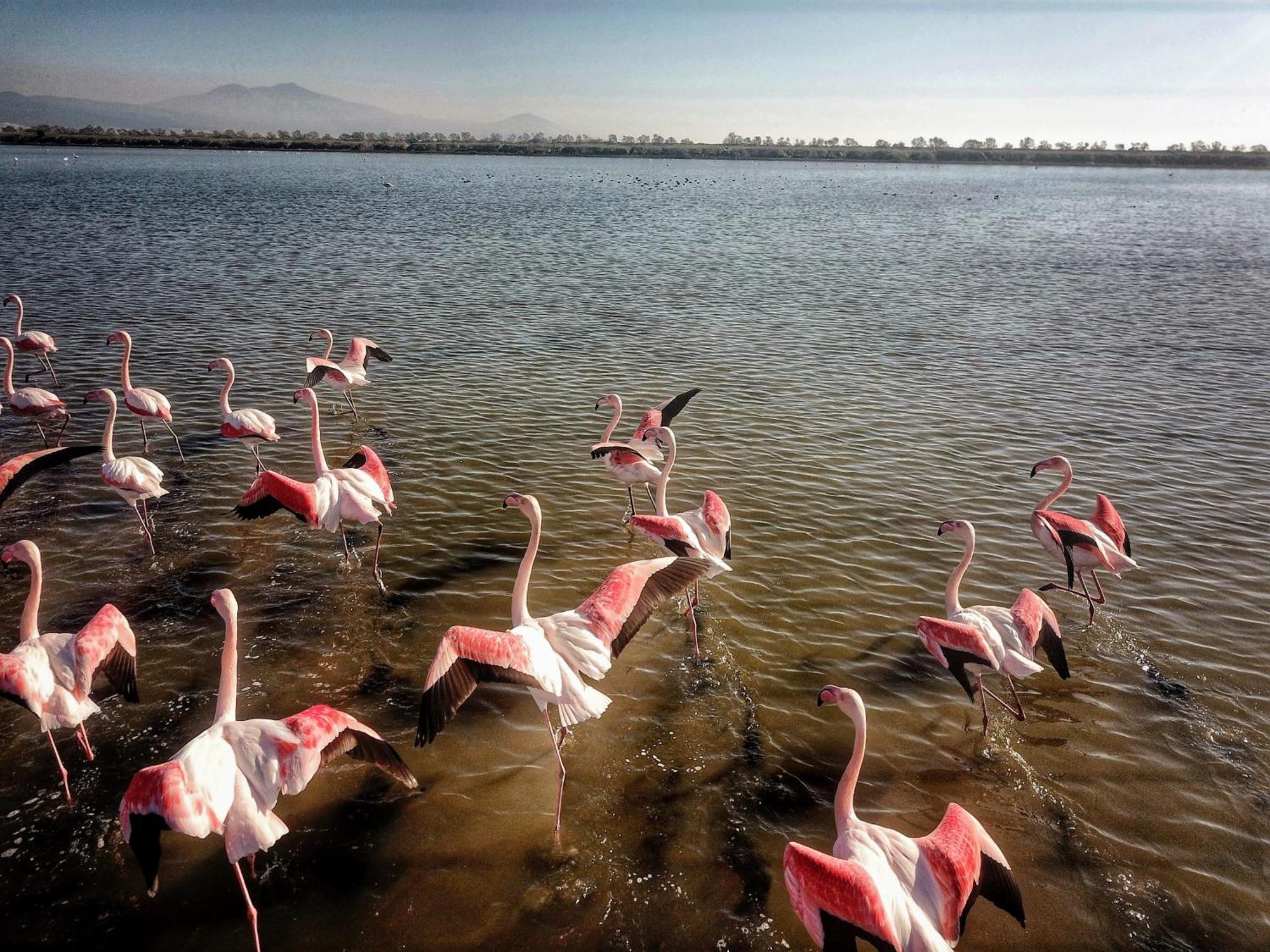 Flamingo View Suites & Villas Nea Poteidaia Buitenkant foto